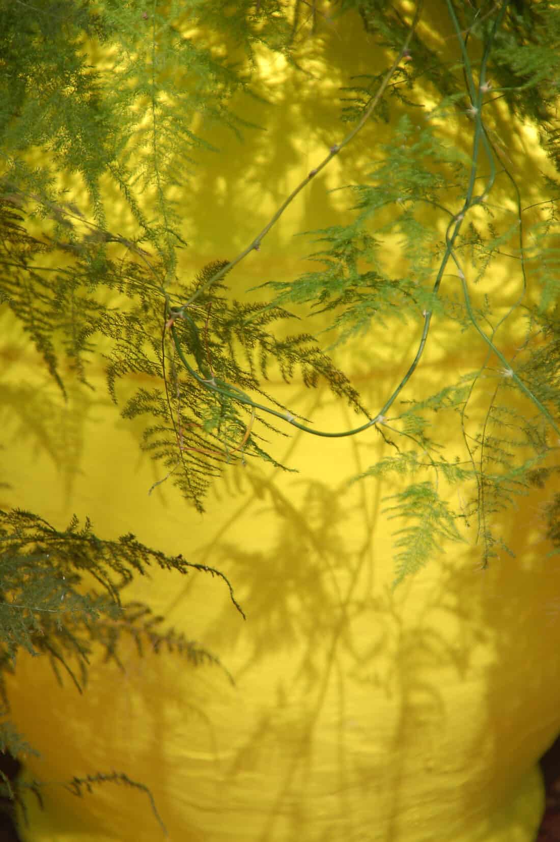 Delicate green fern leaves set against a vibrant yellow background in the Majorelle Garden.