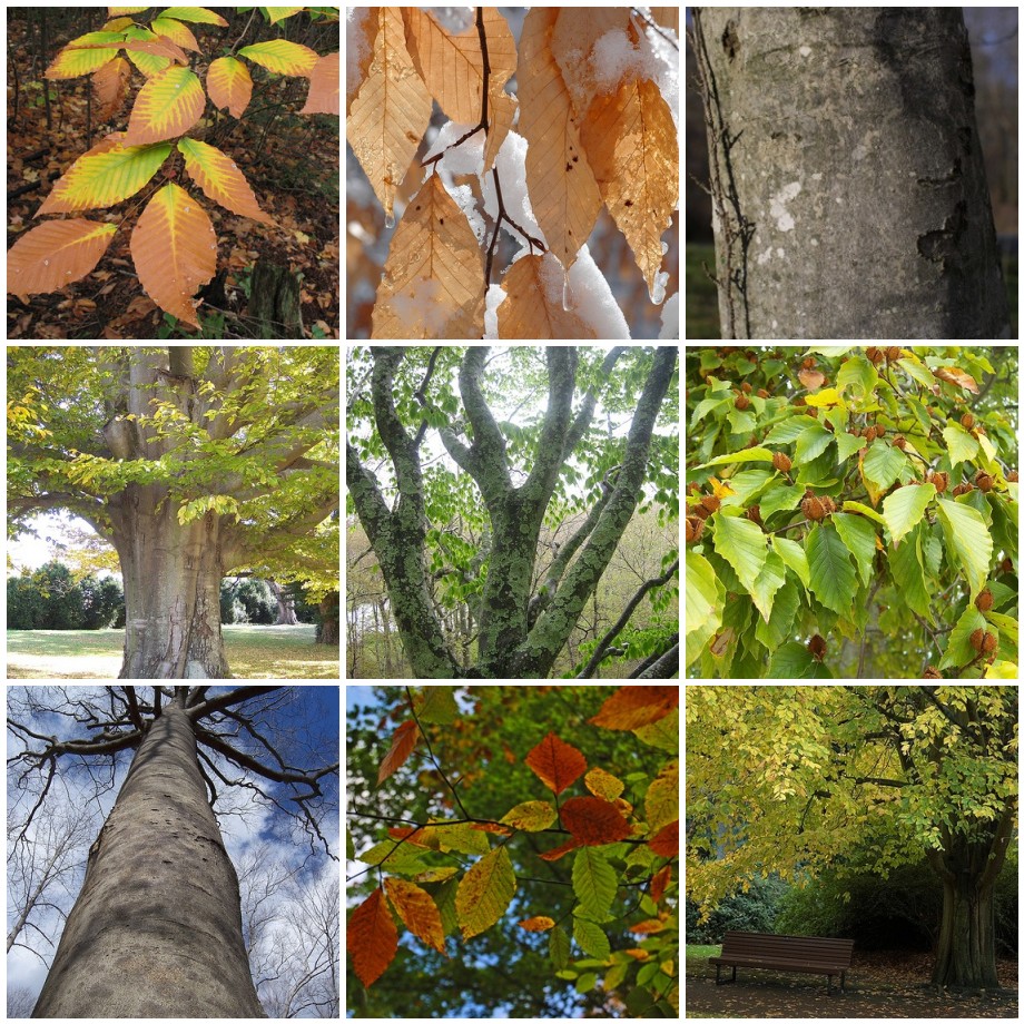 A collage of pictures of trees and leaves.
