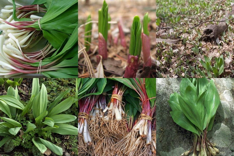 A collage of pictures of different plants growing in the ground.