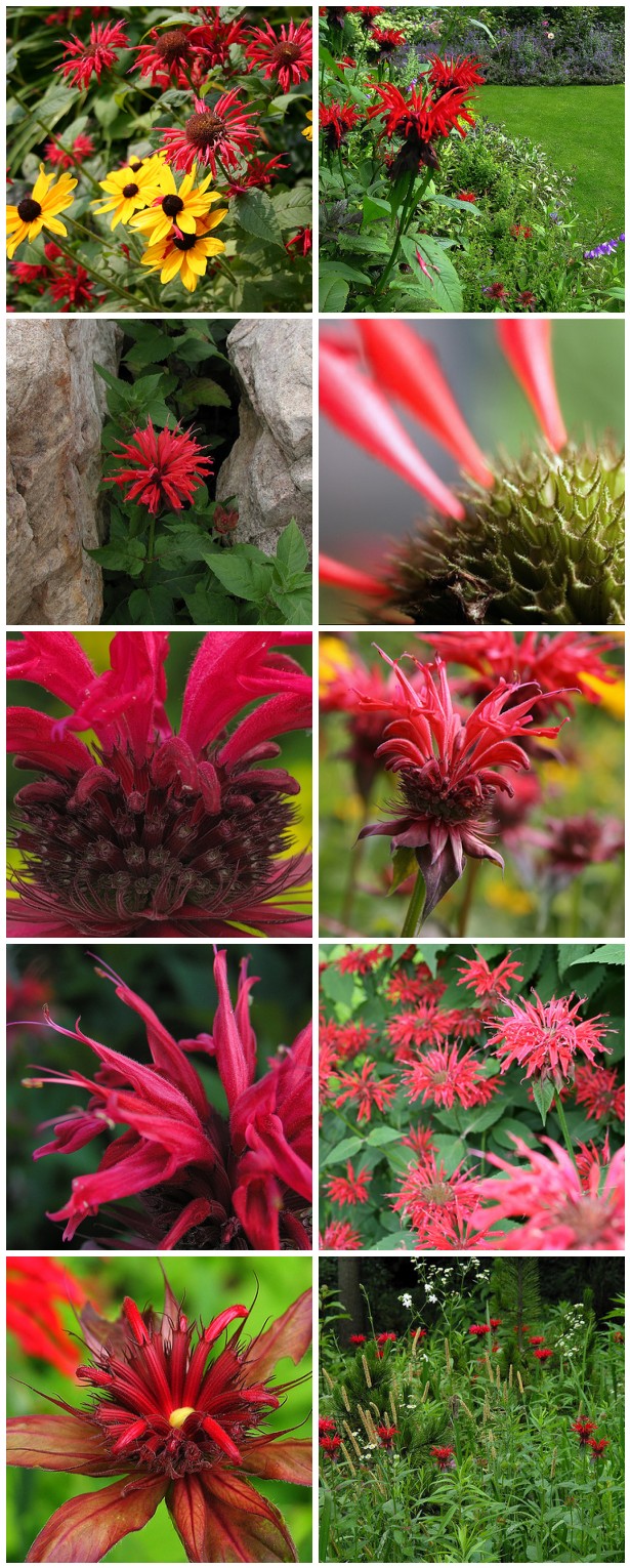 A collage of pictures of red flowers in a garden.