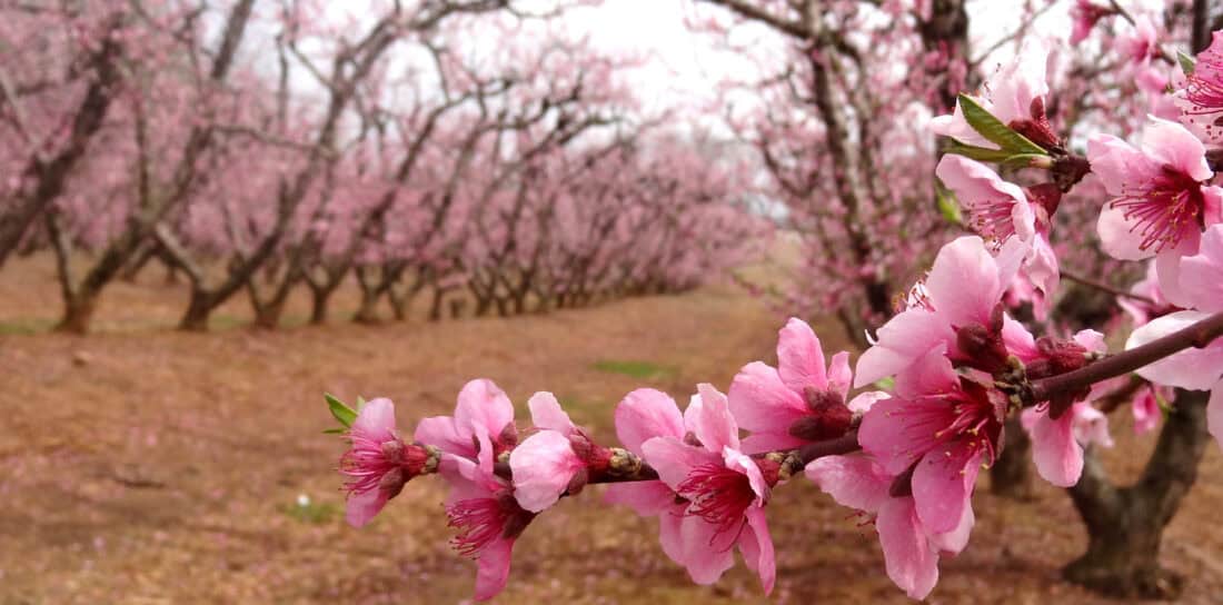 A close-up of pink cherry blossoms on a branch, with rows of blossoming trees extending into the background. The ground is covered with fallen petals, creating a serene and picturesque scene, like nature's perfect wedding tree awaiting vows to be exchanged beneath its boughs.