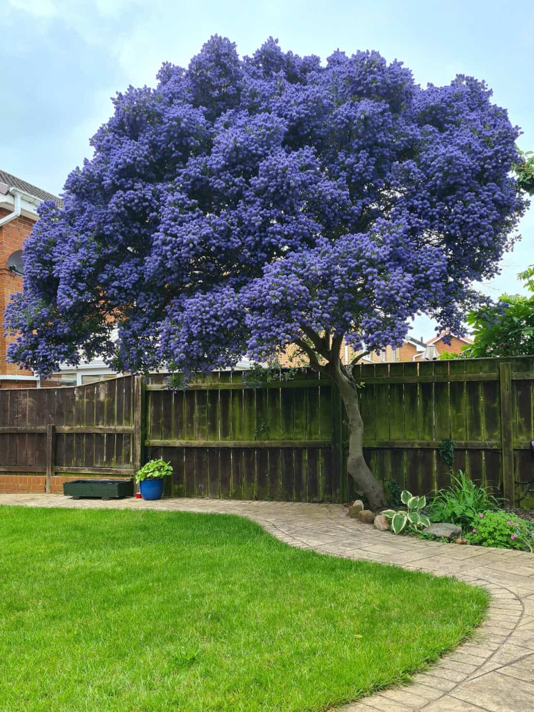 A lush garden with a magnificent wedding tree draped in vibrant purple flowers, set against a wooden fence. A paved path curves through the well-manicured green lawn, while a planter and small rocks add decorative elements to this enchanting scene.