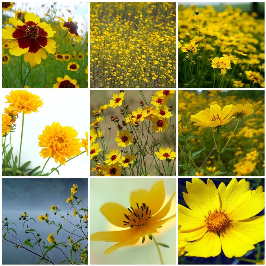 All about native plant Tickseed - coreopsis
