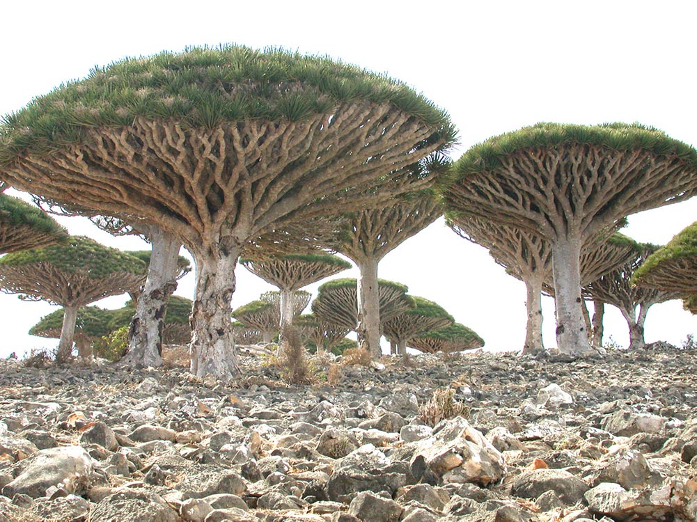 draceana trees in ancient draco forest dracena