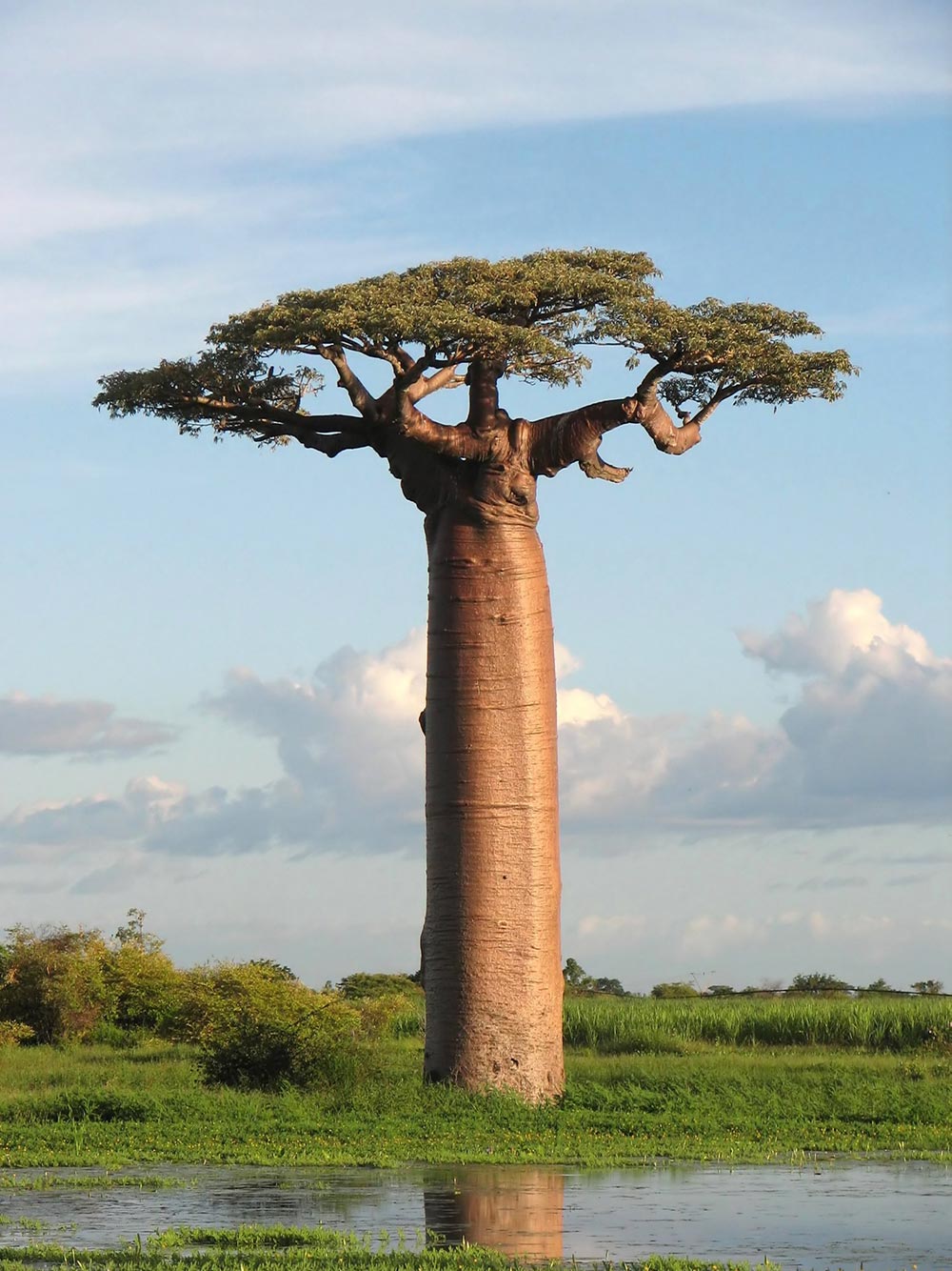 Grandidier's Baobab - Adansonia grandidieri madagascar tree