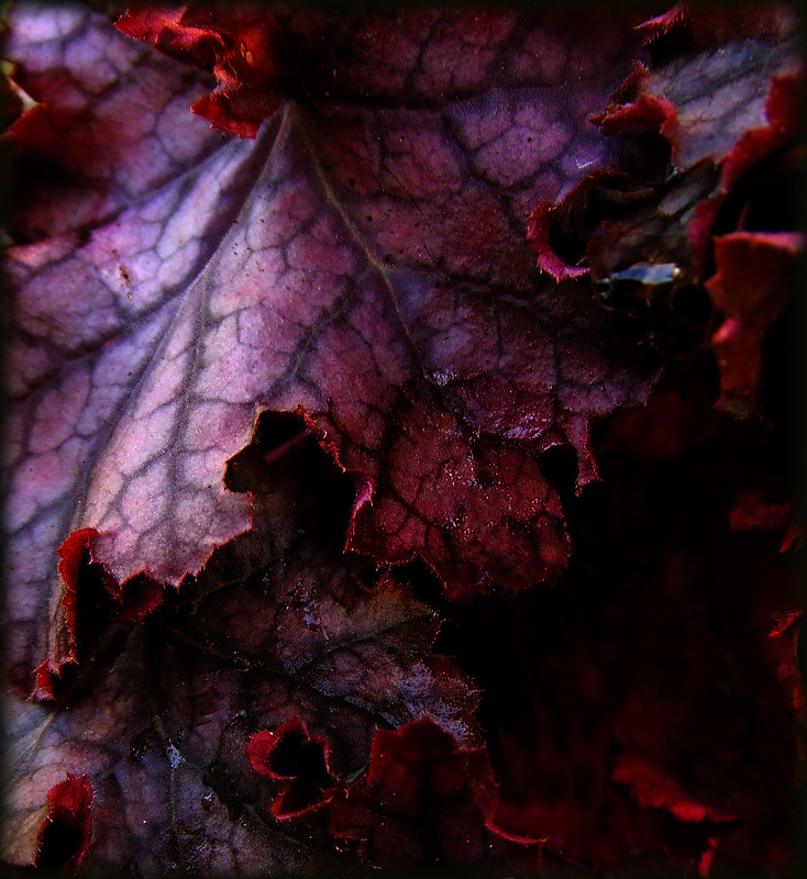 purple heuchera