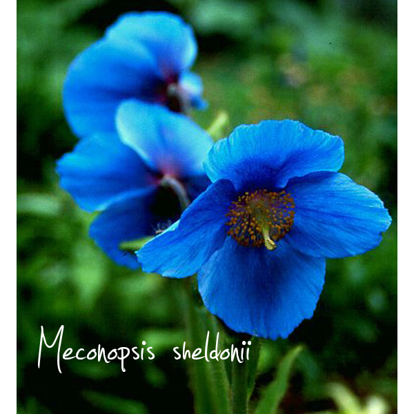meconopsis sheldonii via www.pithandvigor.com