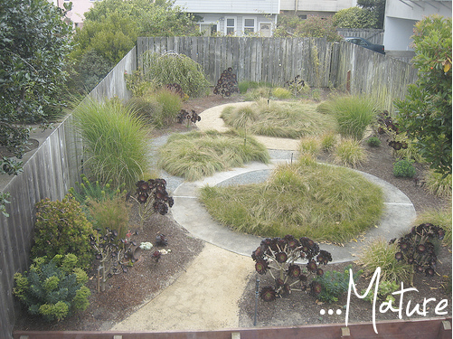 a xeric garden of grasses and circles