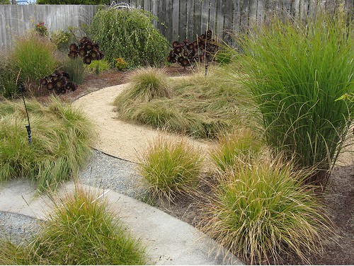 a xeric garden of grasses and circles