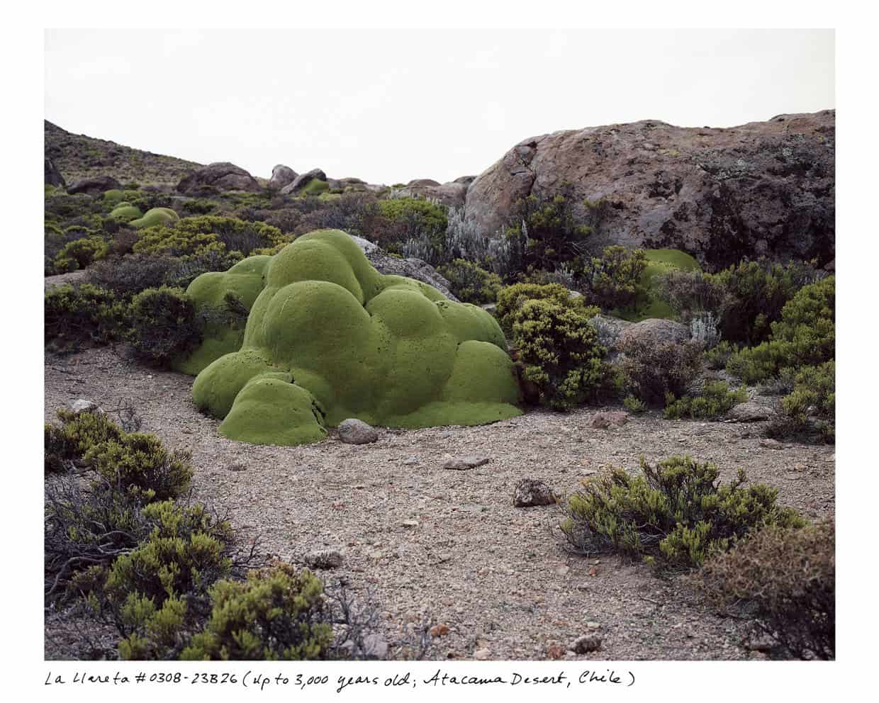 A landscape in the Atacama Desert, Chile, showcases bright green moss-like vegetation on rocky terrain, flanked by sparse shrubs and boulders. Highlighting nature's endurance, this ancient growth featured in "Oldest Plants with Rachel Sussman" is 400 to 3,000 years old.