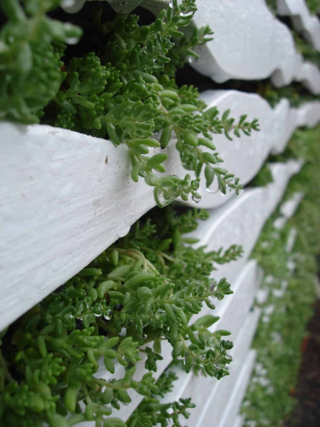 Close-up of green succulents thriving between the slats of a white horizontal wooden fence. The lush plants evoke Vertical Garden Art, creating a striking contrast with the painted wood.