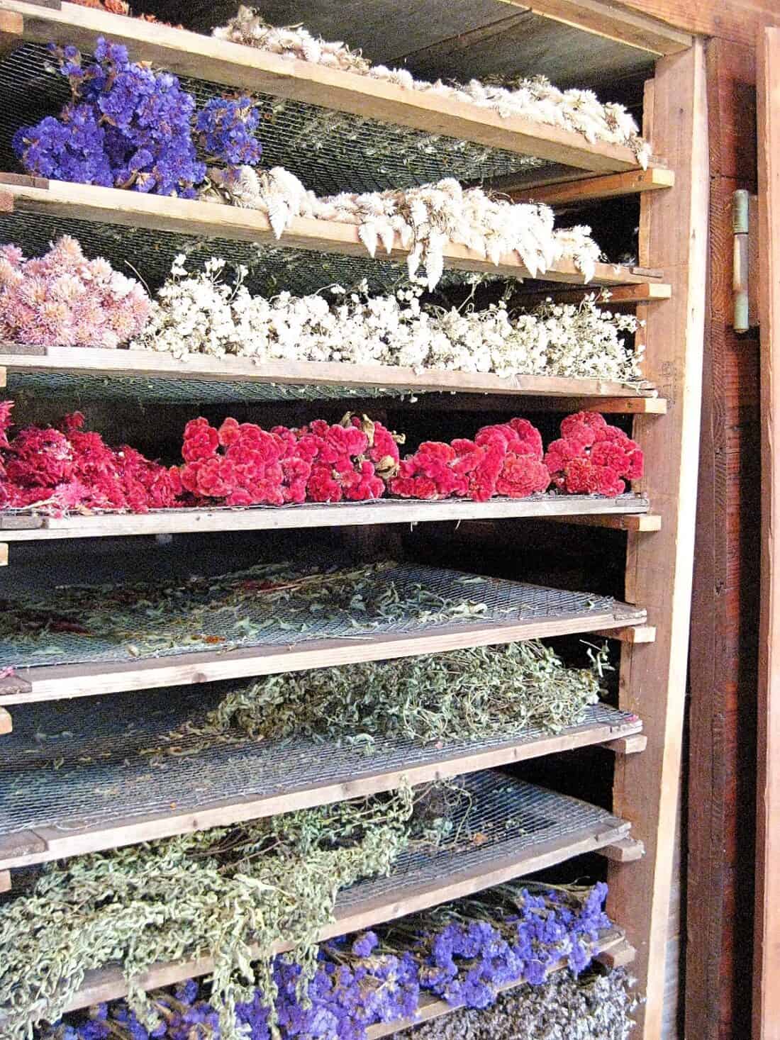 A wooden rack with multiple shelves holds various drying flowers in red, white, purple, and green at the Flower Drying Shed in Carlisle MA, organized neatly in a rustic setting.