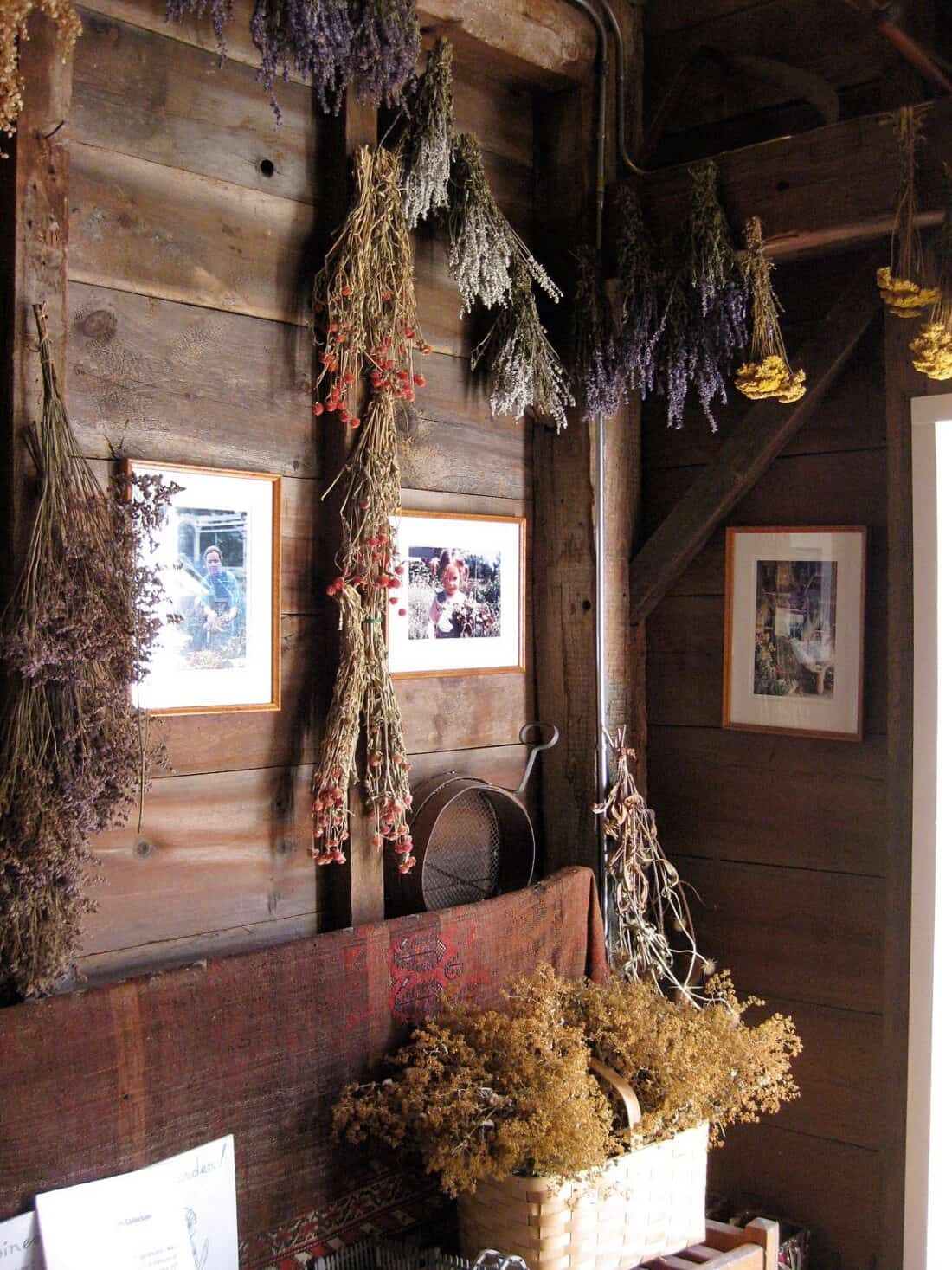 A rustic room reminiscent of a flower drying shed in Carlisle, MA, features wooden walls adorned with framed photos. Dried flowers lovingly hang from beams and fill a basket on the table, creating a cozy, natural atmosphere perfect for unwinding.