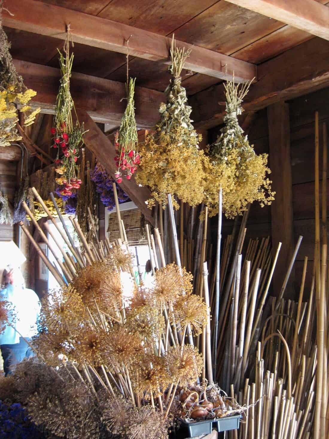 In Carlisle, MA, a wooden flower drying shed near the Clock Barn brims with bundles of dried flowers and tall reeds. Bouquets of yellow and red hang from the ceiling as sunlight filters through an open window, illuminating the rustic space.