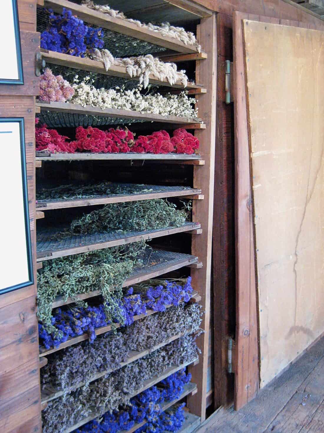 A wooden drying rack with shelves holds an array of colorful flowers—white, red, purple, and green—in the flower drying shed. The blooms spread out to dry against a wooden wall with an open door beside it, evoking a rustic charm reminiscent of the quaint Clock Barn in Carlisle MA.