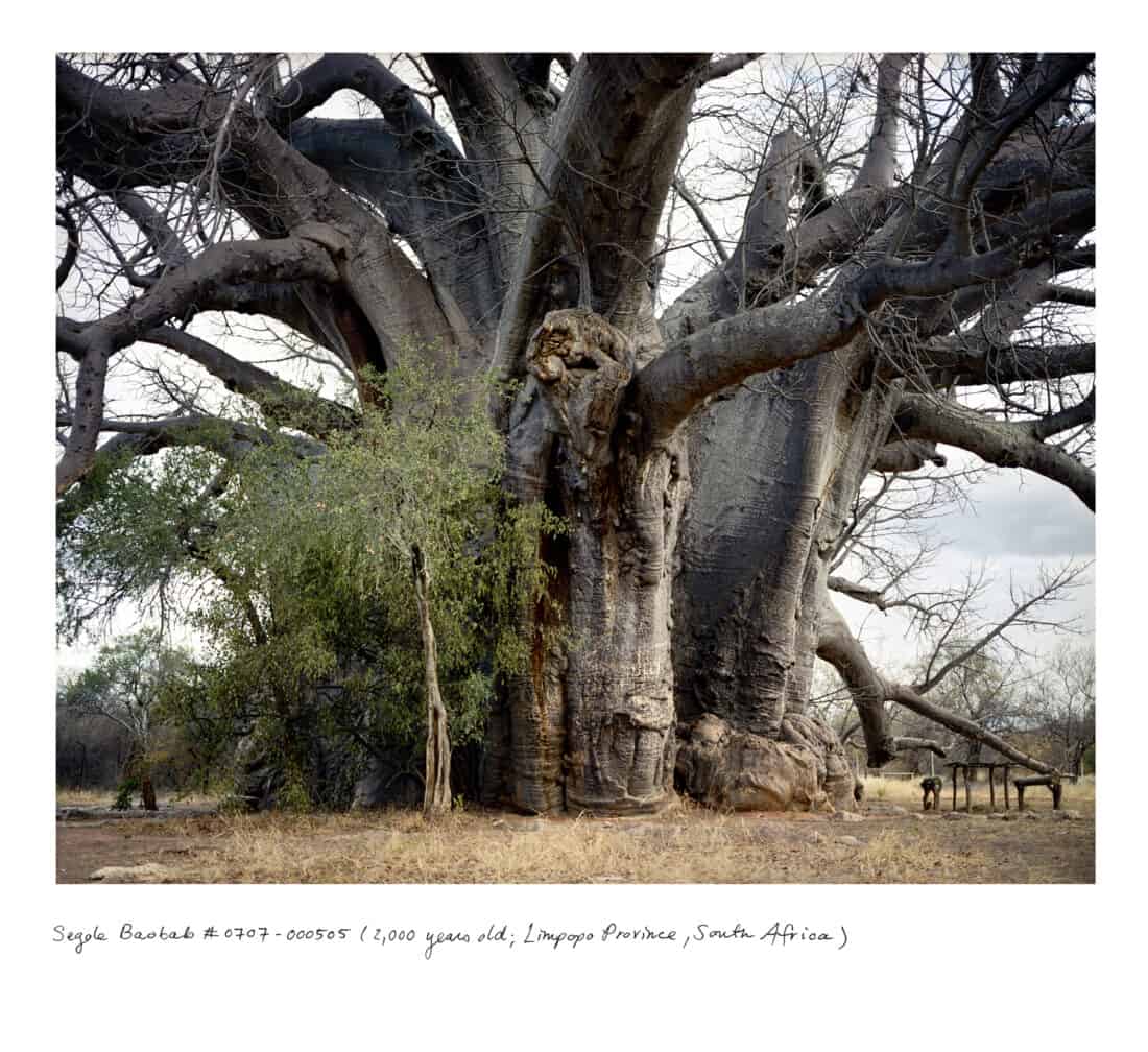 A massive baobab tree with a wide trunk, surrounded by smaller trees and dry grass, stands as one of the "Oldest Plants" featured by Rachel Sussman. A bench and a fence can be seen on the right. This 1,200-year-old marvel is located in Limpopo Province, South Africa.