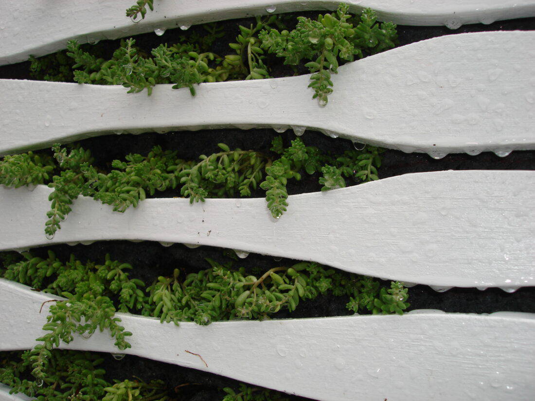 Green succulent plants protrude through the gaps of a white, wavy wooden panel, reminiscent of Edina Todoki's art. The surface appears wet, with droplets visible on the wood and plants, giving a fresh, vibrant look to this vertical garden scene.