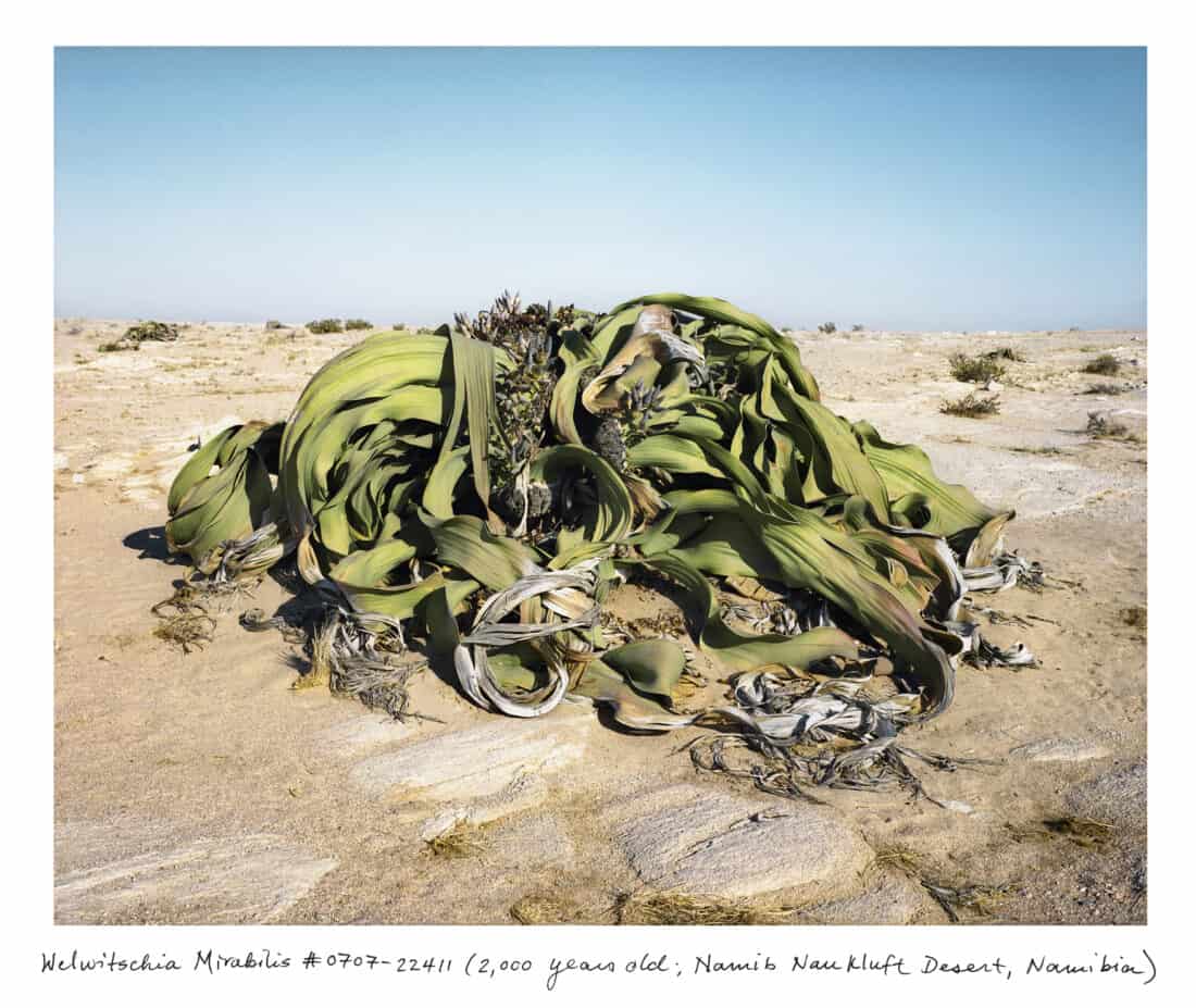 A large Welwitschia mirabilis plant with long, twisted leaves sits on sandy terrain under a clear sky in the Namib Naukluft Desert, Namibia. The ancient plant is prominently featured in Rachel Sussman's work. Text at the bottom reads, "Welwitschia Mirabilis #0707-22411 (2,000 years old).