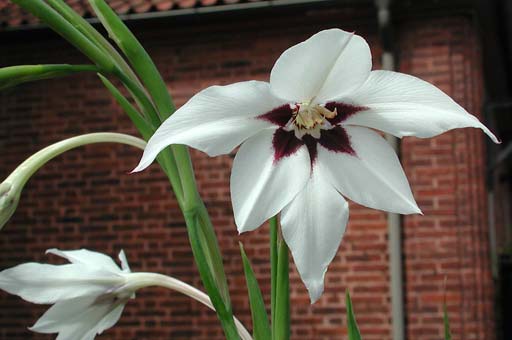 Making Gladiolsa Fresh Again - Ideas for modern beautiful glads to plans Gladiolus callianthus