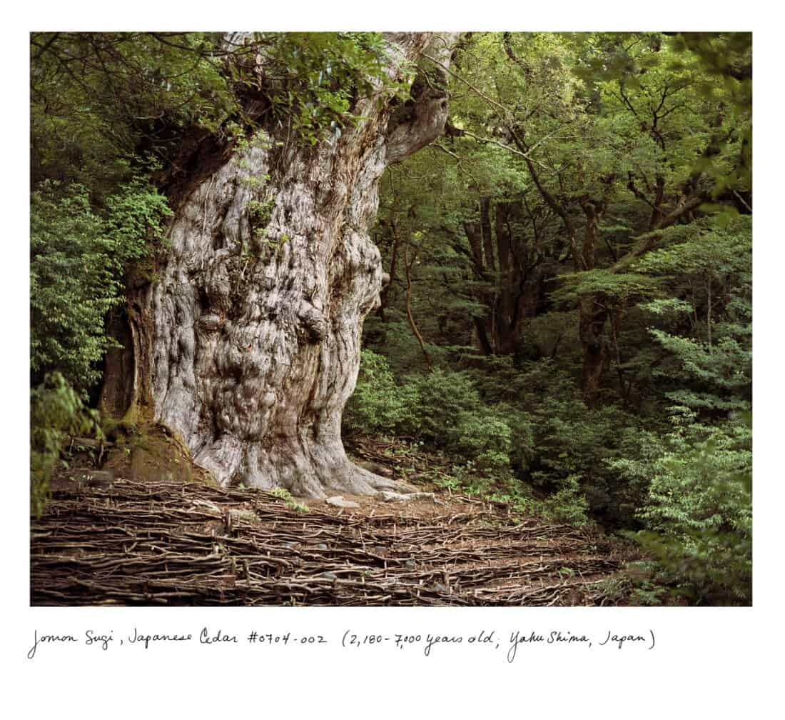 Ancient Japanese cedar tree in a lush green forest, its thick trunk exhibiting textured bark. Wooden planks encircle its base. Text below tells of its age and location: Jomon Sugi, Yakushima, Japan. Celebrated by Rachel Sussman for its place in plant history as one of the oldest plants.