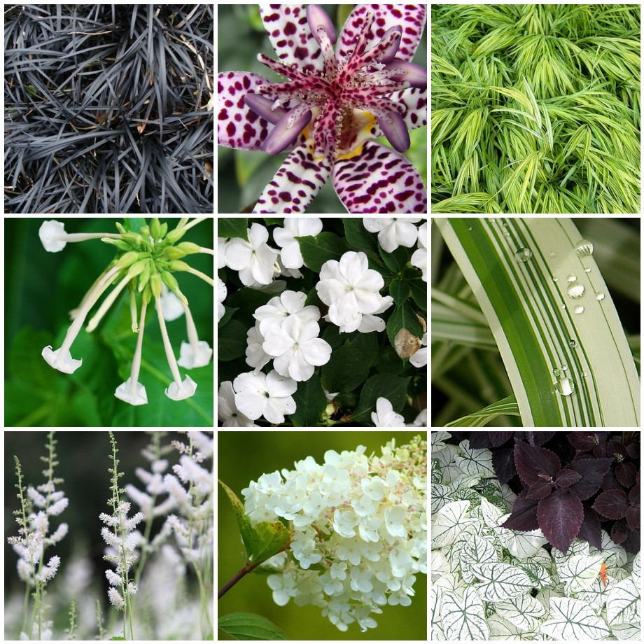 A collage of pictures of white and green flowers.