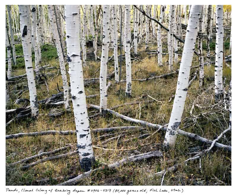 A forest of white aspen trees with black markings stands among fallen branches and yellow-brown grass. The ground is scattered with logs and leaves beneath a canopy of bright autumn foliage, echoing an ancient connection to some of the world's oldest plants described by Rachel Sussman.