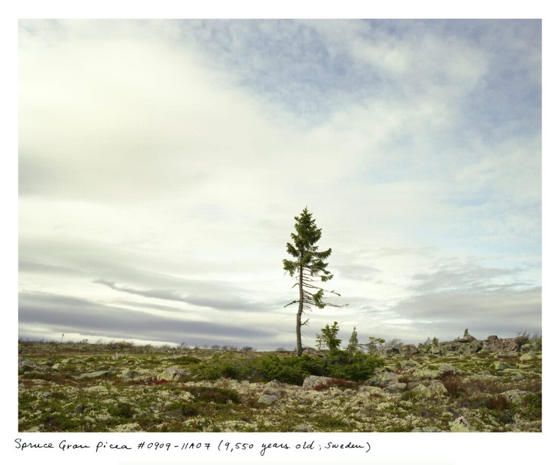 A solitary spruce tree stands in an open field with rocky terrain under a cloudy sky, captured by artist Rachel Sussman. The image notes the ancient tree as "Spruce Gran Picea #0909-11047 (9,550 years old, Sweden)," one of the oldest plants known.