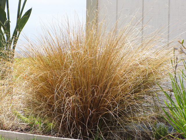 Carex buchananii (Fox red curly sedge, red rooster)