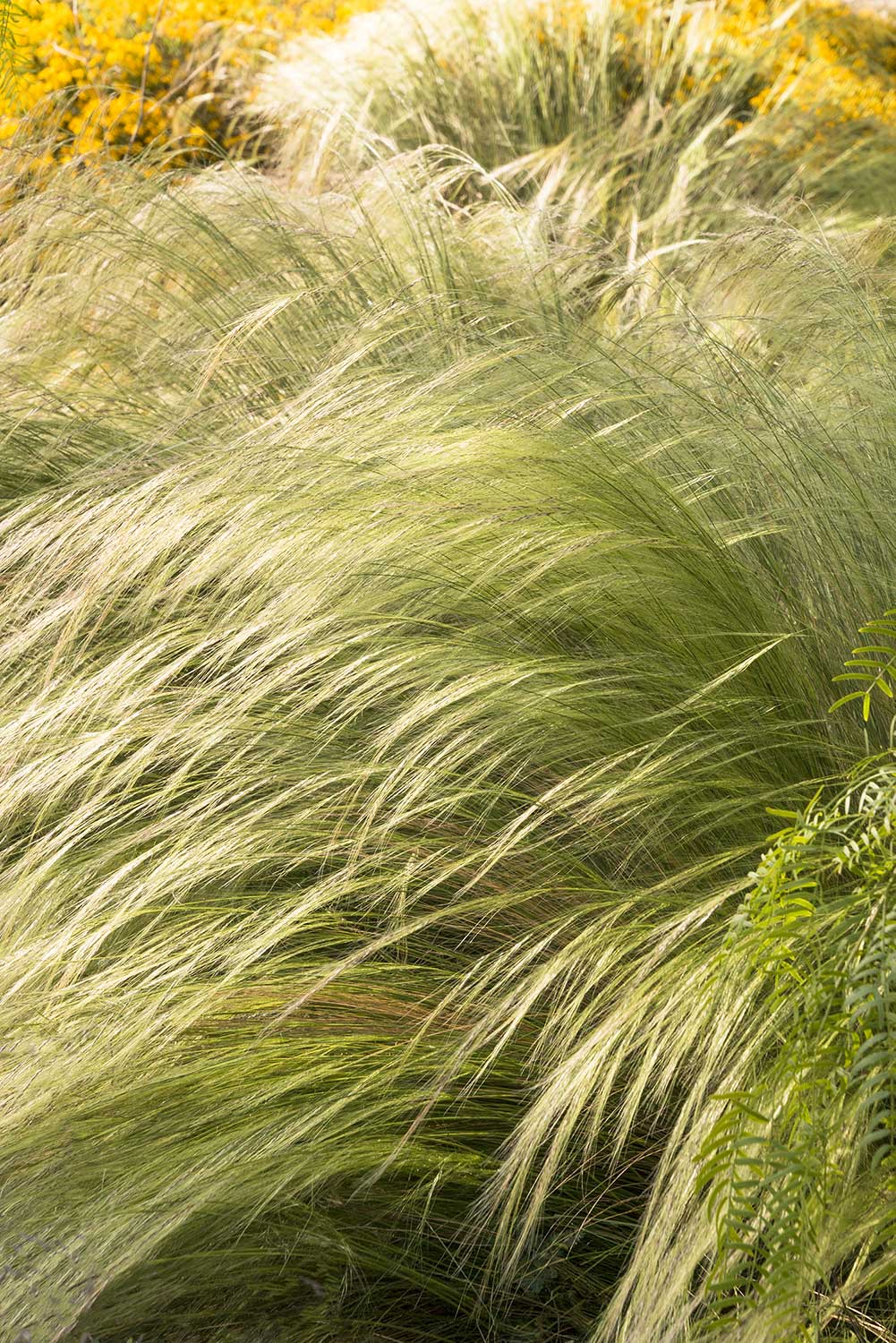 5 great grasses that doesn't include mexican feather grass nassella