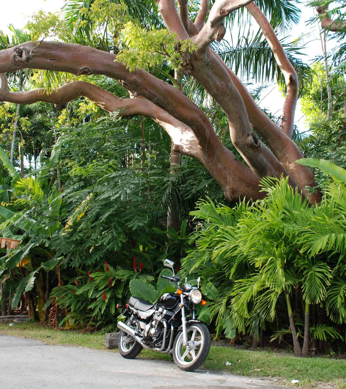 A motorcycle is parked on a road under a large, sprawling Gumbo Limbo tree with thick branches. The lush tropical greenery creates a picturesque and serene setting, reminiscent of Florida's vibrant landscapes.