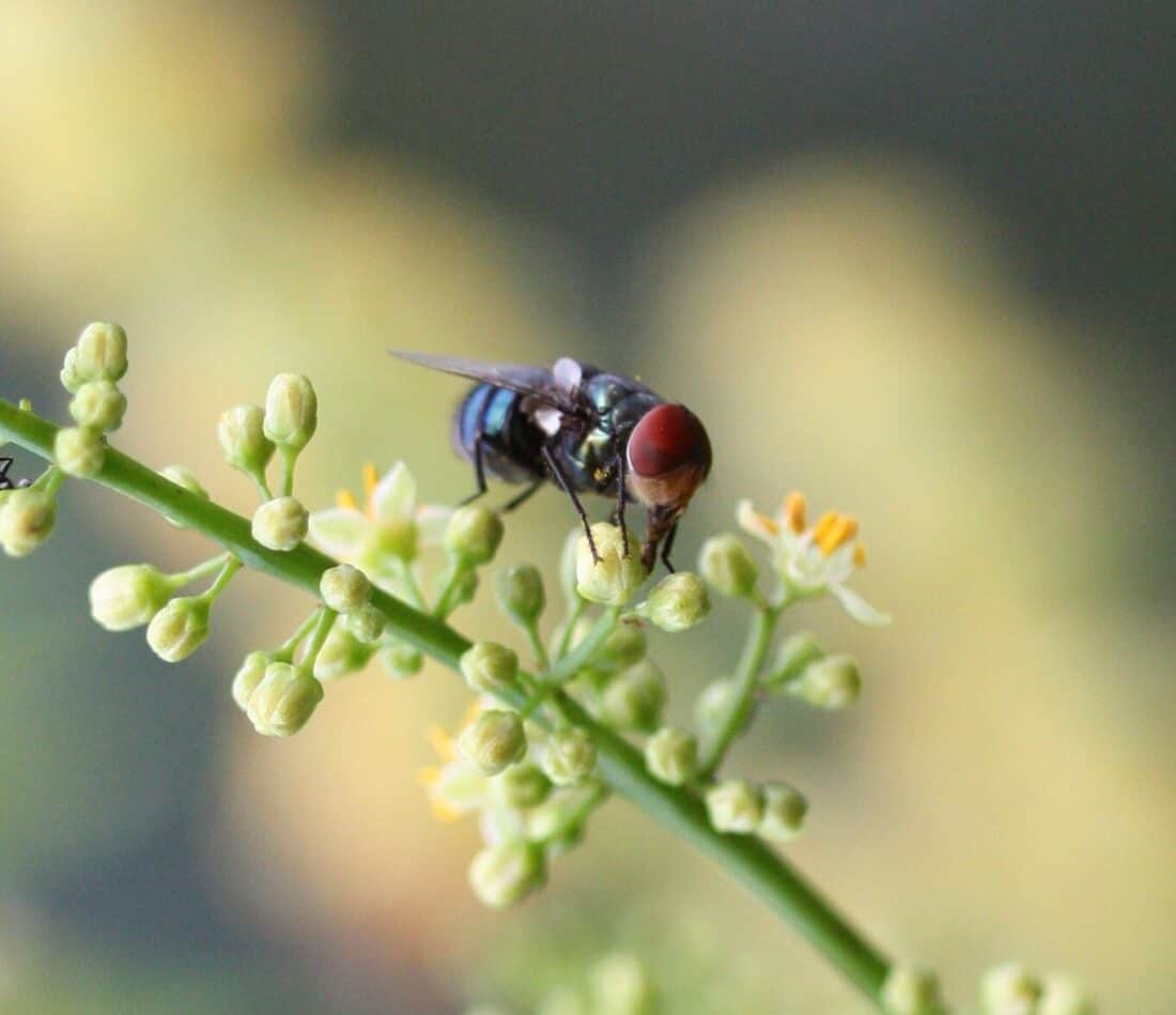 A close-up of a fly with a metallic blue-green body and red eyes perched on a small cluster of white and yellow flowers, possibly near a Bursera simaruba in Florida. The background is softly blurred, emphasizing the fly and flowers.