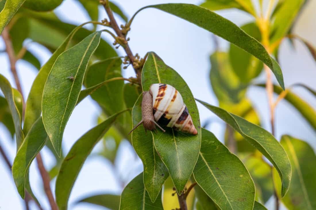 A striped snail with a spiral shell is climbing on the green leaf of a Bursera simaruba plant. The plant, reminiscent of Florida's lush landscapes, has elongated leaves, and the background is a soft blur of other leaves and pale sky.