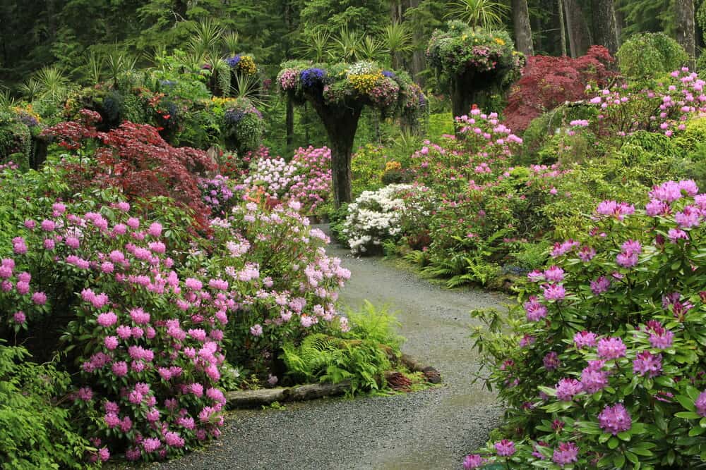 A lush rainforest garden features a gravel path winding through vibrant pink, red, and white flowering bushes. Tall planters overflow with colorful blooms, surrounded by dense green foliage reminiscent of an Alaskan glacier's serene beauty and tall trees in the background.