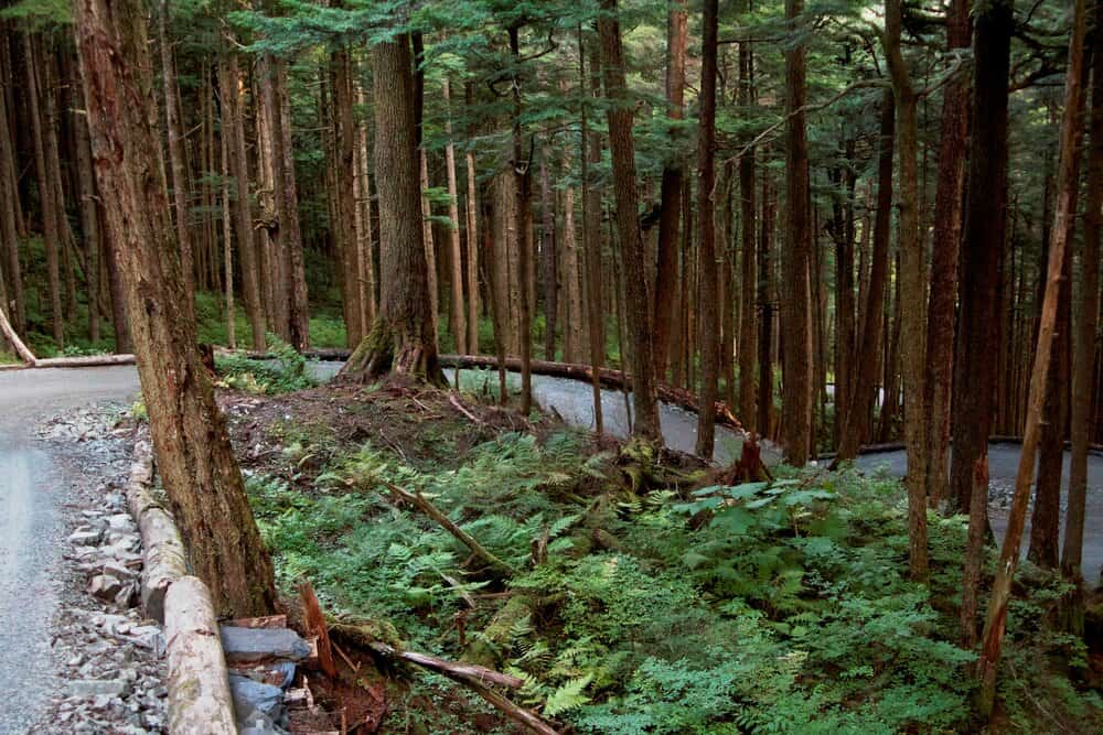 A winding, narrow path cuts through a dense rainforest garden of tall trees and lush greenery, with ferns covering the forest floor. The scene is tranquil and shaded, offering a glimpse of a secluded natural pathway.