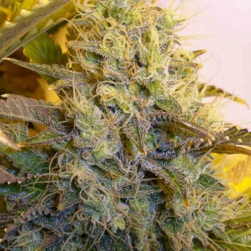 A close up of a marijuana plant.