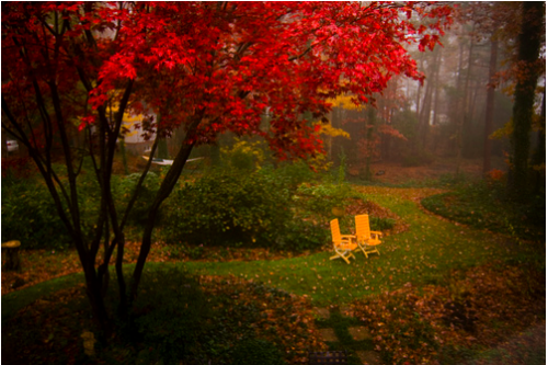 A red chair and red tree in a foggy area.