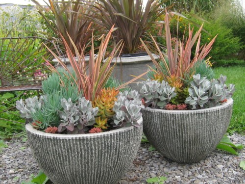 Two large pots with succulents in them.