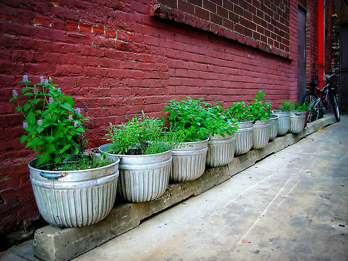 urban herb garden
