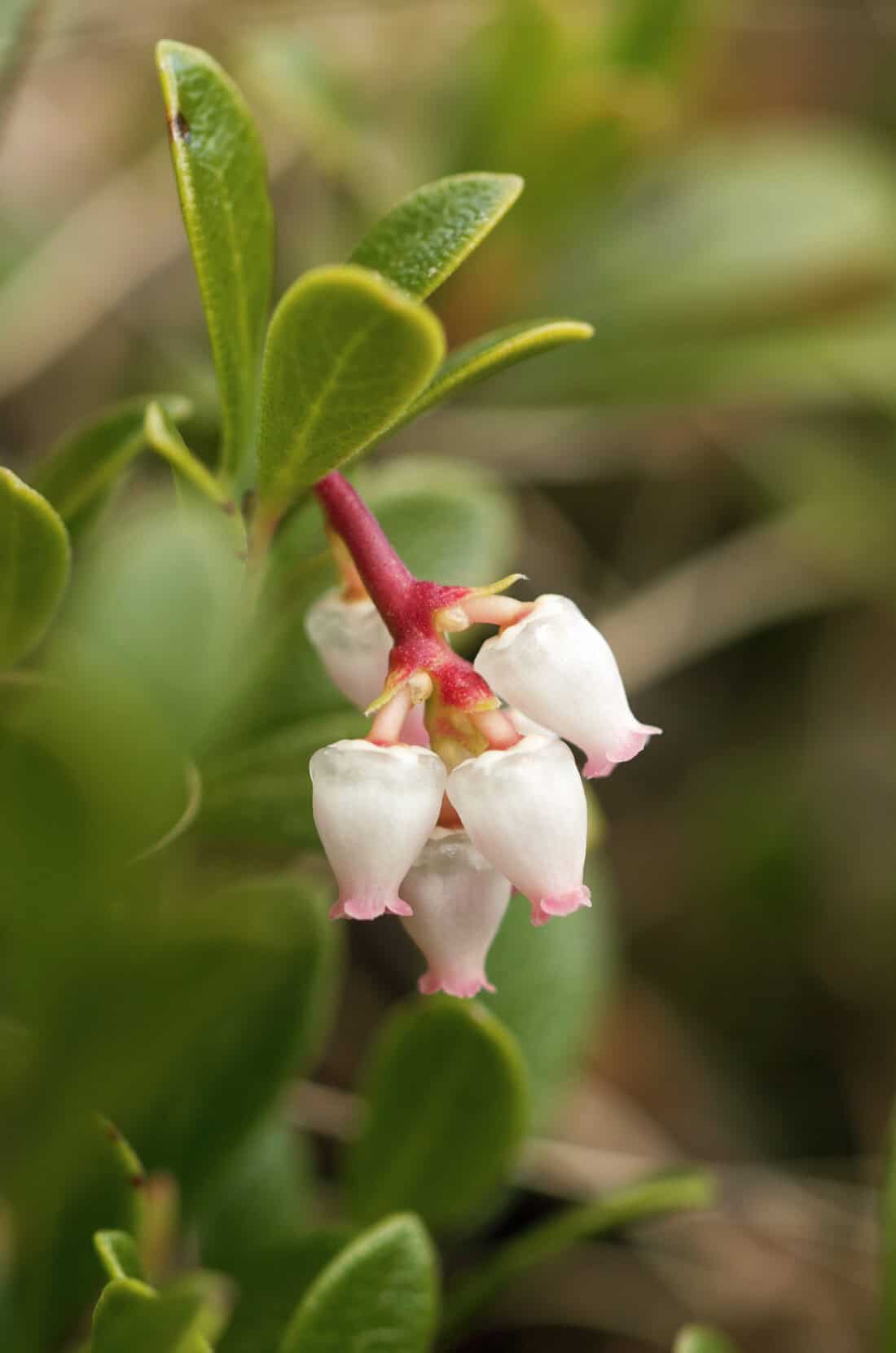 A close-up of small, white, bell-shaped flowers of the Kinnikinnik plant, hanging from a red stem and surrounded by lush green leaves. The background is softly blurred, emphasizing the delicate details of this Bearberry foliage commonly found in North Dakota.