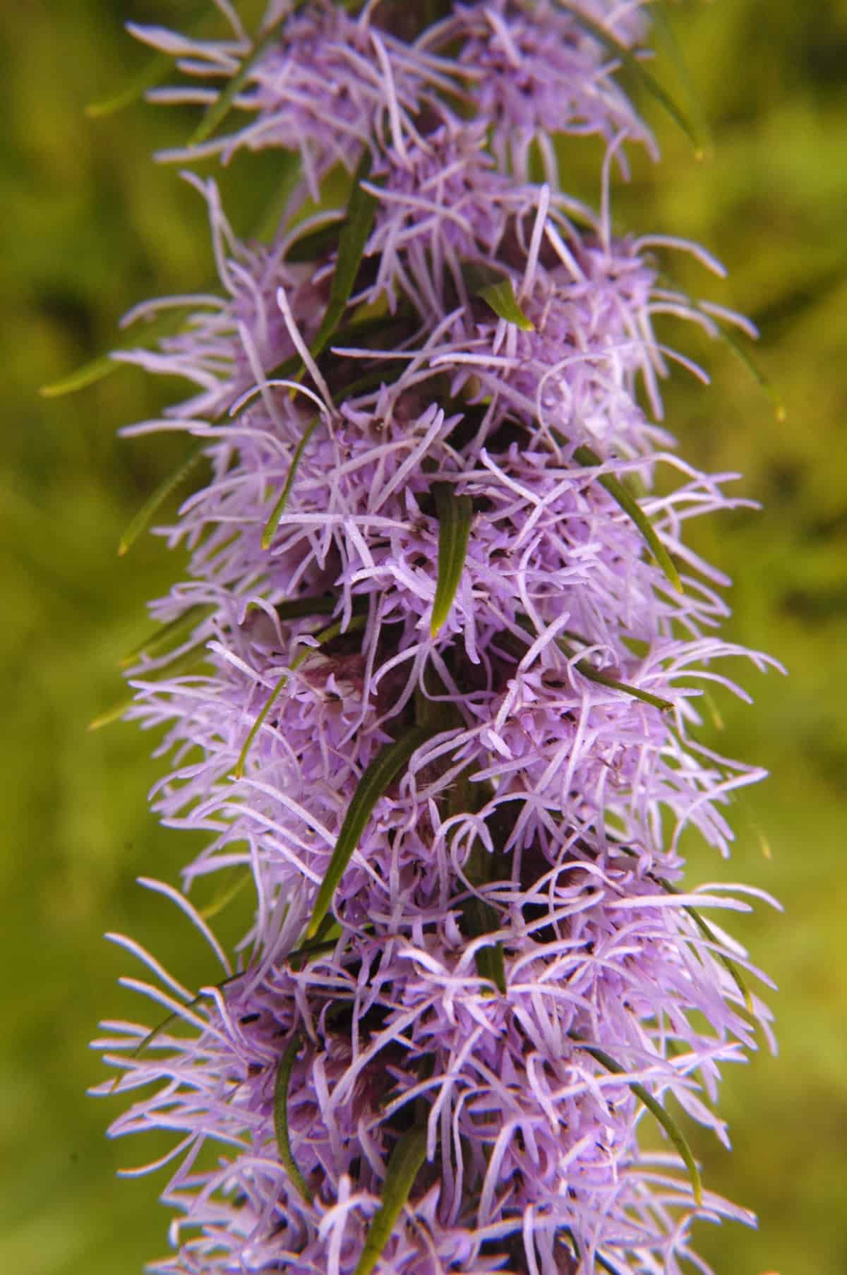 Close-up view of a dense cluster of light purple Liatris Spicata, also known as Prairie Gay Feather, with thin elongated petals on a green stem, against the blurred backdrop of Wisconsin's lush green foliage.