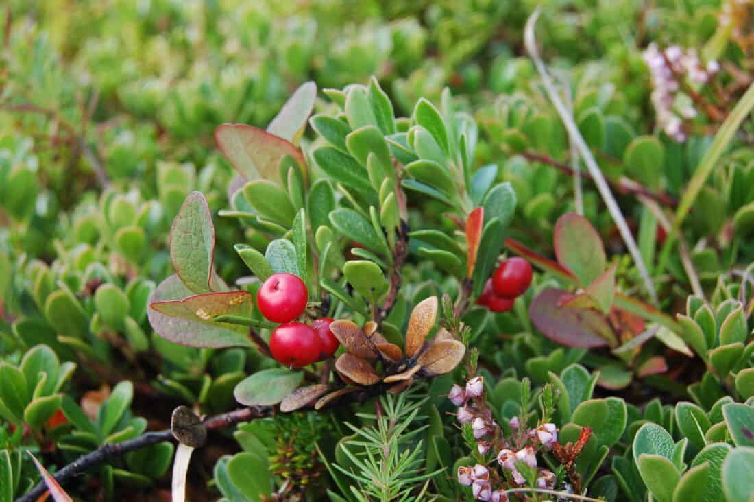 Close-up of an Arctostaphylos uva-ursi shrub, or kinnikinnik, with bright red berries surrounded by glossy green leaves, set amidst a backdrop of varied foliage in North Dakota. The plant is low to the ground, with some small flowers visible in the surrounding greenery.