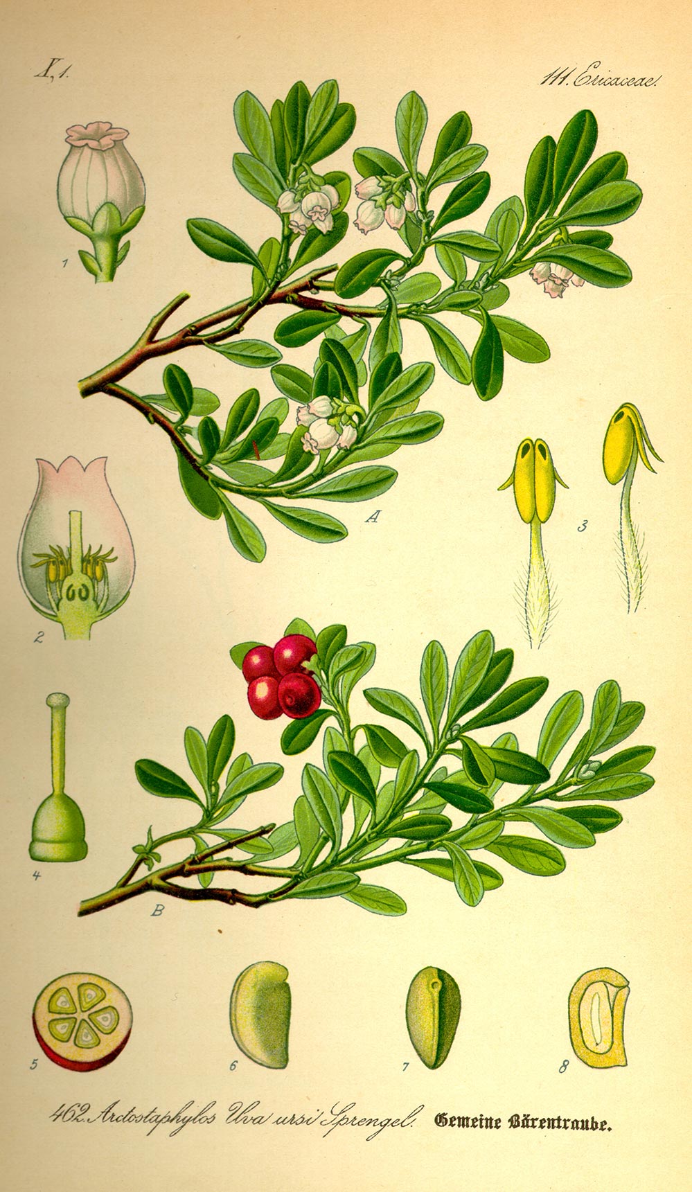 Illustration Arctostaphylos uva ursi
