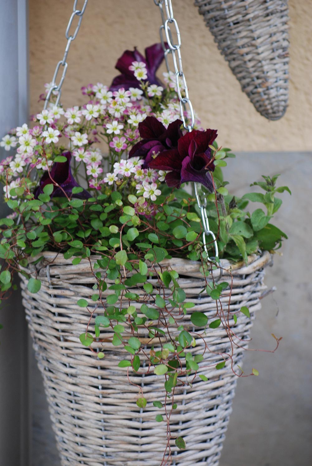 container planting combo - muhlenbeckia and burgundy petunias
