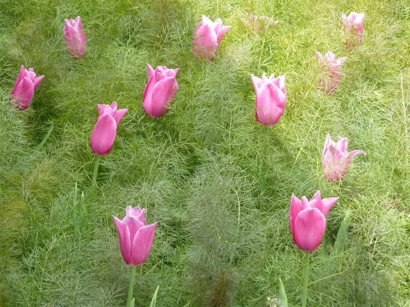 A cluster of pink tulips, reminiscent of the stunning plant combos from the 2010 Chelsea Flower Show, is scattered across lush, green foliage. The flowers are in full bloom, creating a vivid contrast against the verdant backdrop as sunlight softly illuminates their vibrant beauty.