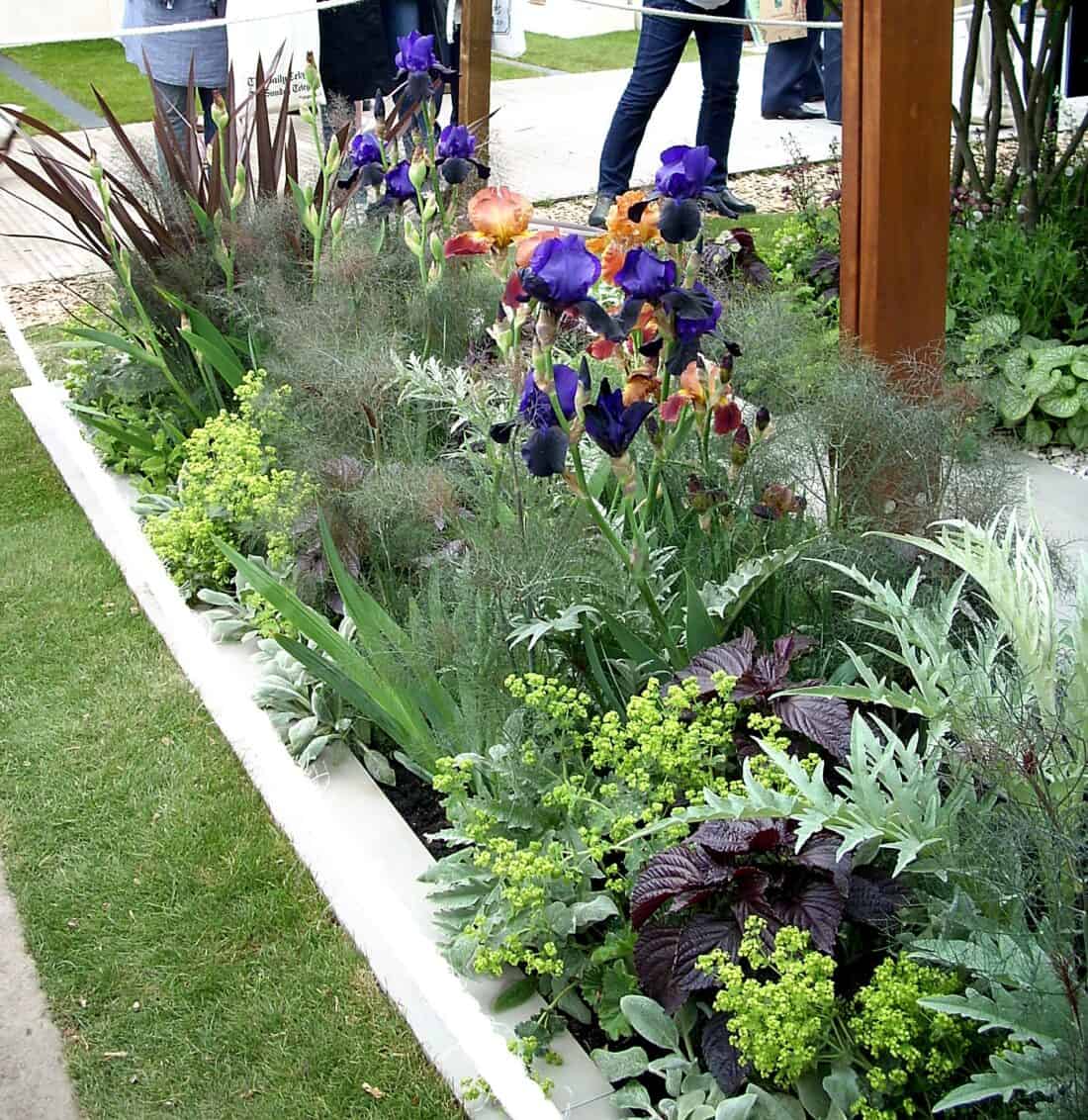 A vibrant garden bed boasting purple irises, lush plant combos with green foliage, and maroon leaves. Various textured leaves and yellow-green clusters add richness. Reminiscent of a 2010 Chelsea Flower Show display, the garden is bordered by a pathway and a wooden structure in the background.