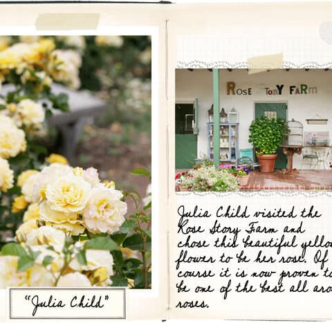 An open scrapbook with two pages: the left showcases a photo of yellow roses labeled "Julia Child," while the right features an image of Rose Story Farm with a handwritten note about Julia Child's visit. A delightful addition to garden destinations for anyone passionate about garden tourism.