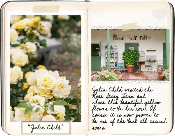 An open scrapbook with two pages: the left showcases a photo of yellow roses labeled "Julia Child," while the right features an image of Rose Story Farm with a handwritten note about Julia Child's visit. A delightful addition to garden destinations for anyone passionate about garden tourism.