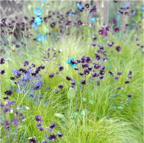 A meadow with light green grass and dark purple flowers offers a picturesque scene reminiscent of the 2010 Chelsea Flower Show highlights, with vibrant blue flowers scattered throughout, showcasing brilliant plant combos in this beautiful natural setting.