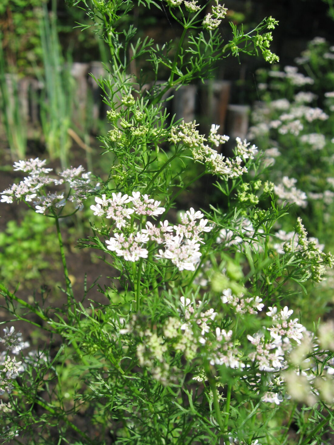 Close-up of green coriander plants, a profitable plant for any vegetable garden, with clusters of small white flowers blooming amid blurred greenery and a wooden fence in the background.