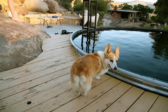 A corgi stands on a wooden deck next to a metal stock tank pool, looking over its shoulder. The area, reminiscent of Joshua Tree with its rocky terrain and lush greenery, is bathed in sunlight under a clear sky. Shoes and a towel are scattered nearby.